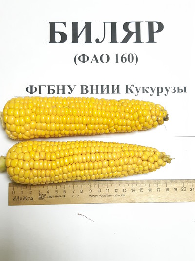 Вид кукурузы сорта "Биляр"