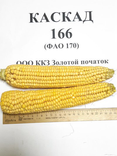 Вид кукурузы сорта "Каскад-166"