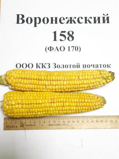 Вид кукурузы сорта "Воронежский-158"