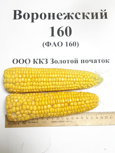 Вид кукурузы сорта "Воронежский-160"