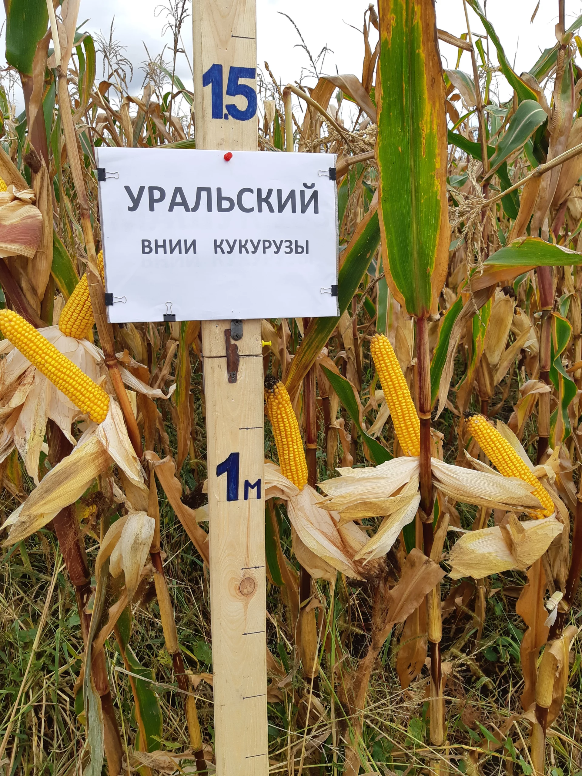 Kukuruza Ispytaniya 20180924 144532