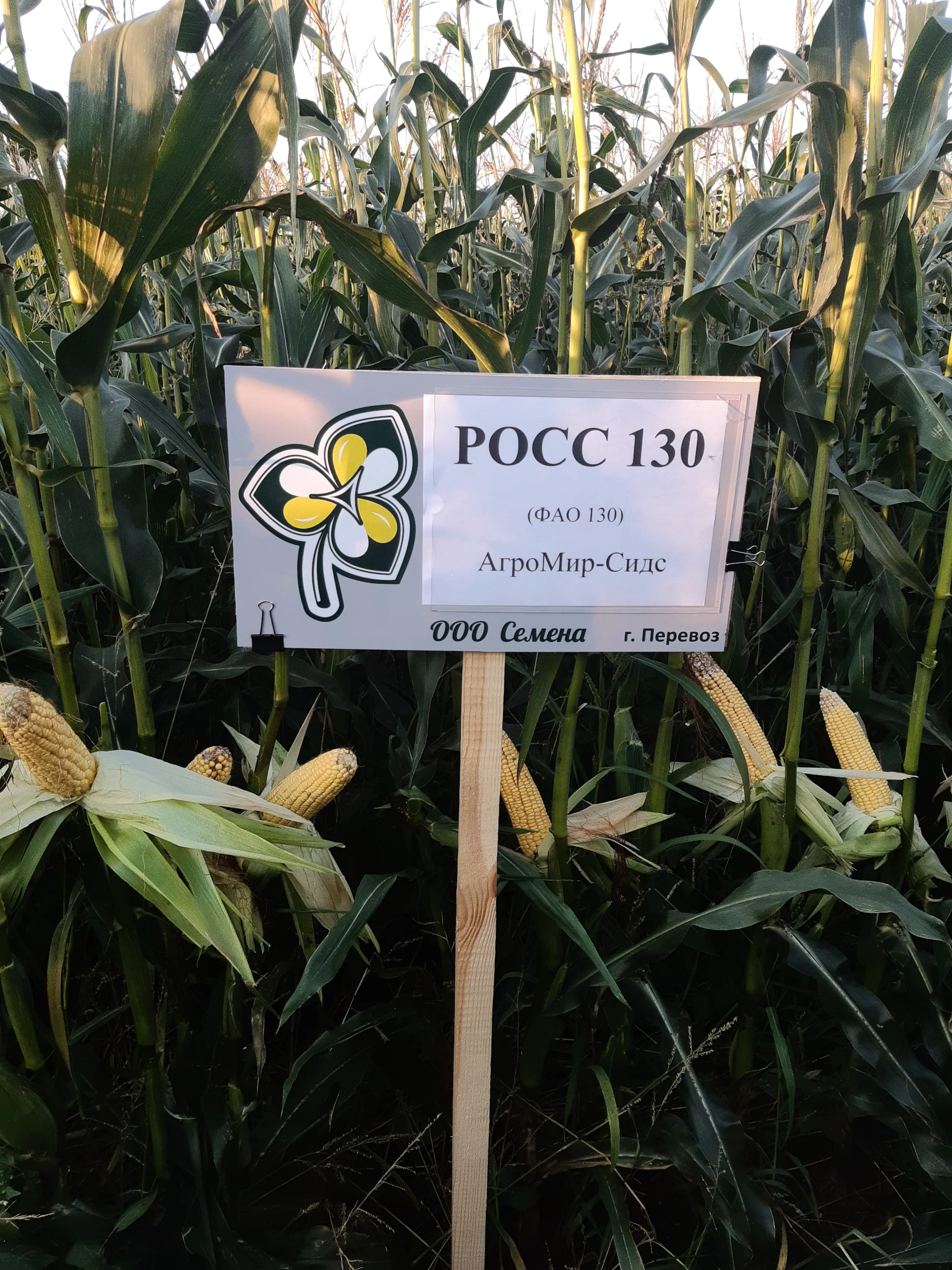 Kukuruza Ispytaniya 20190903 180646