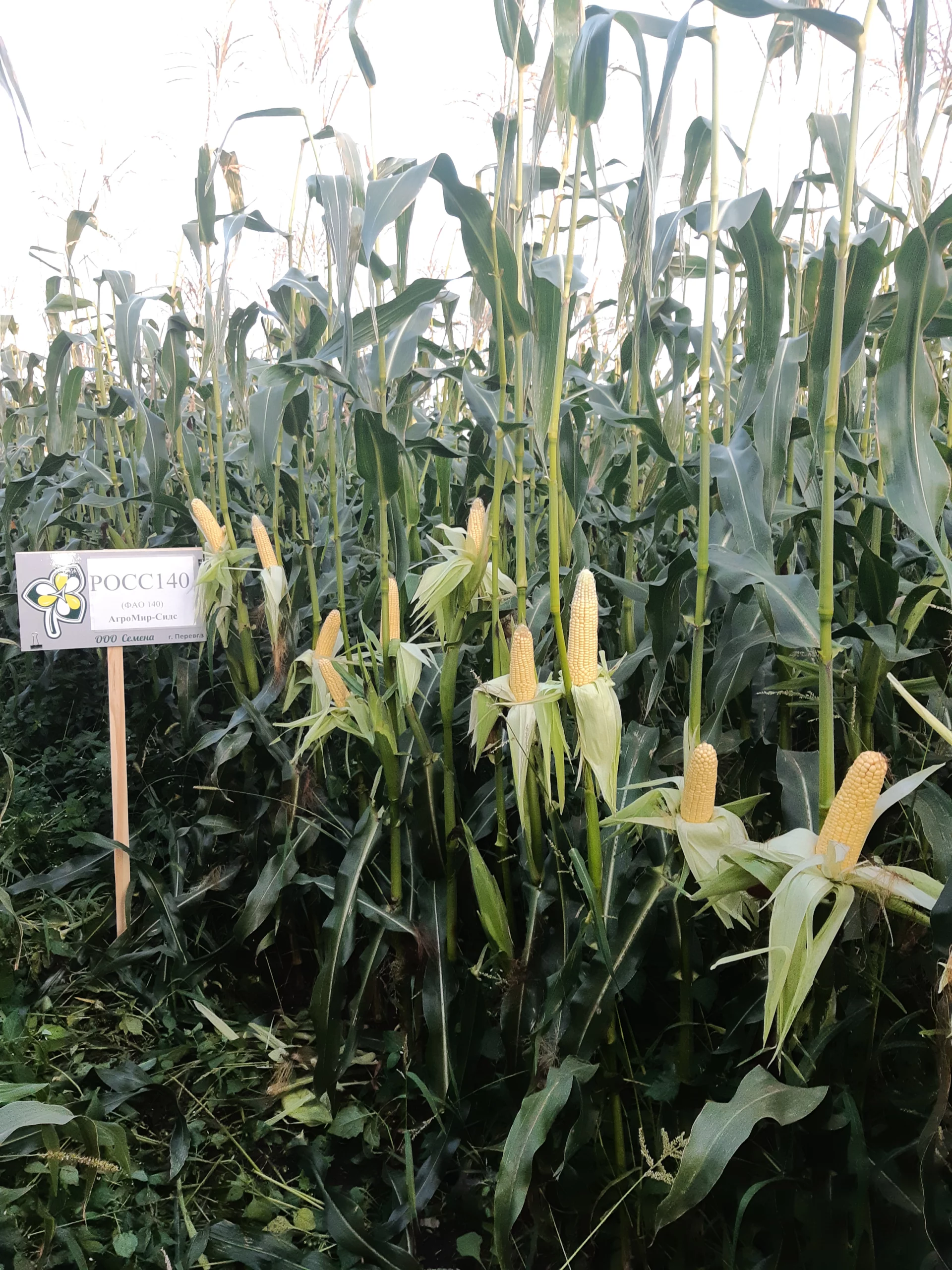 Kukuruza Ispytaniya 20190903 182339