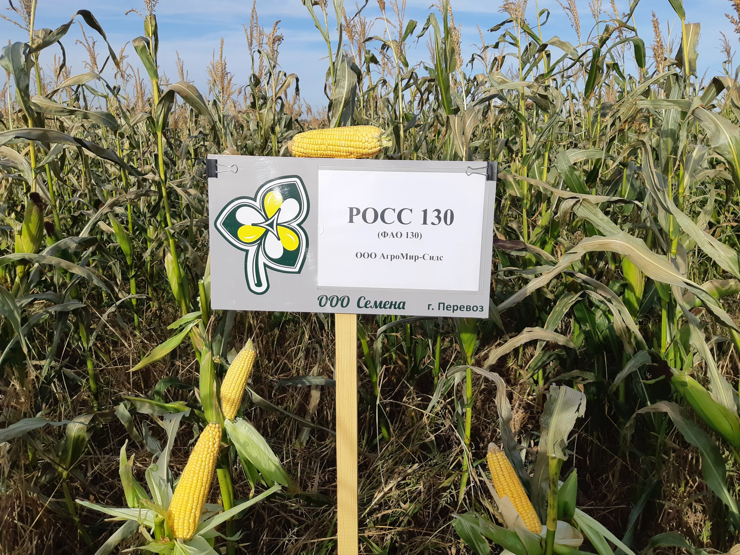 Kukuruza Ispytaniya 20201009 141632