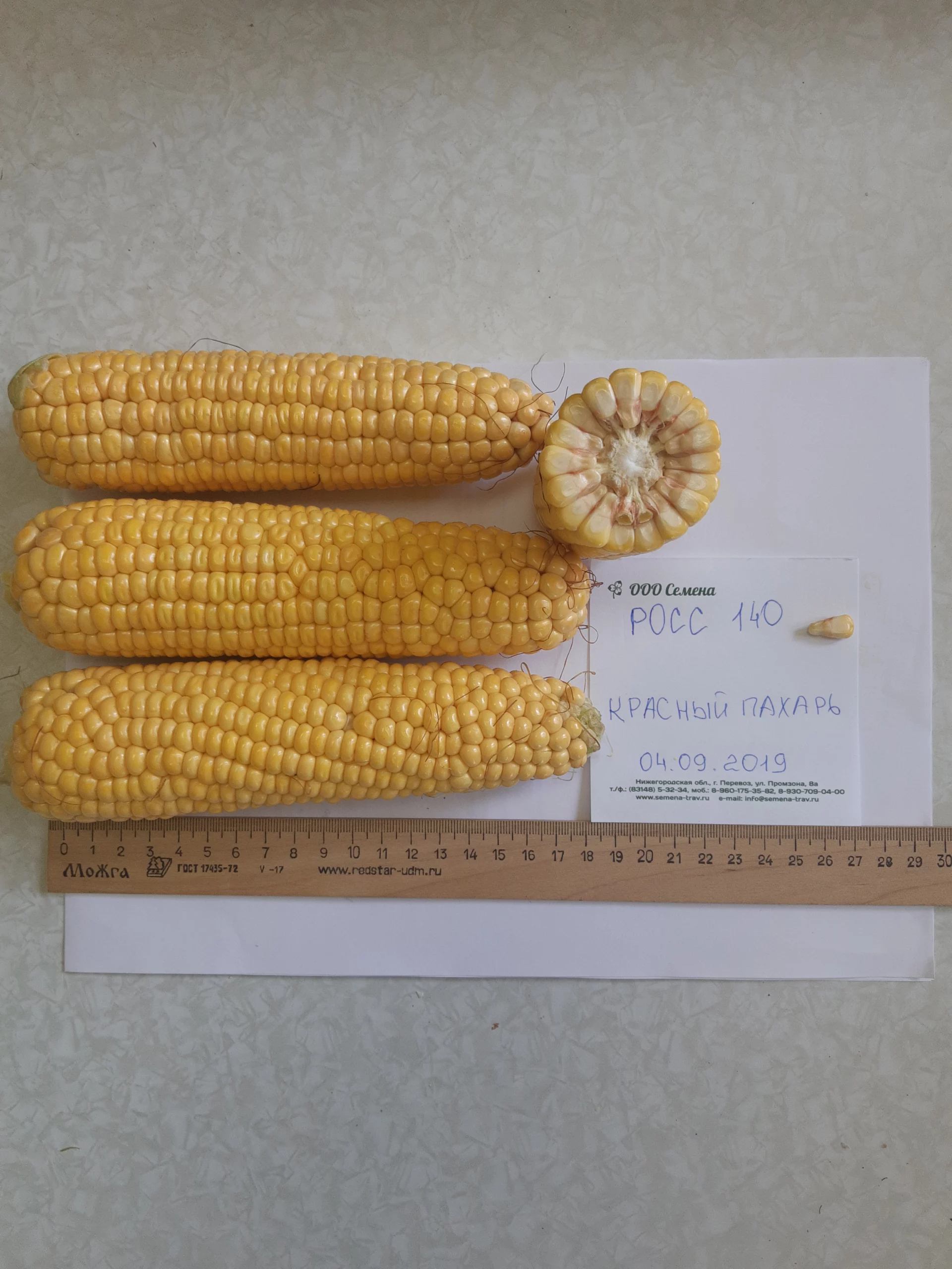 Гибрид кукурузы РОСС-140 СВ