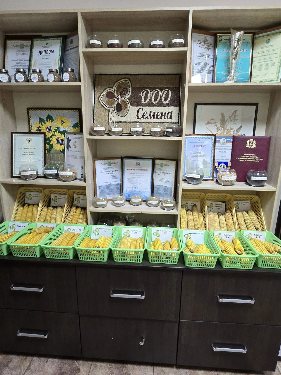 Образцы початков гибридов кукурузы, дипломы и награды компании ООО Семена