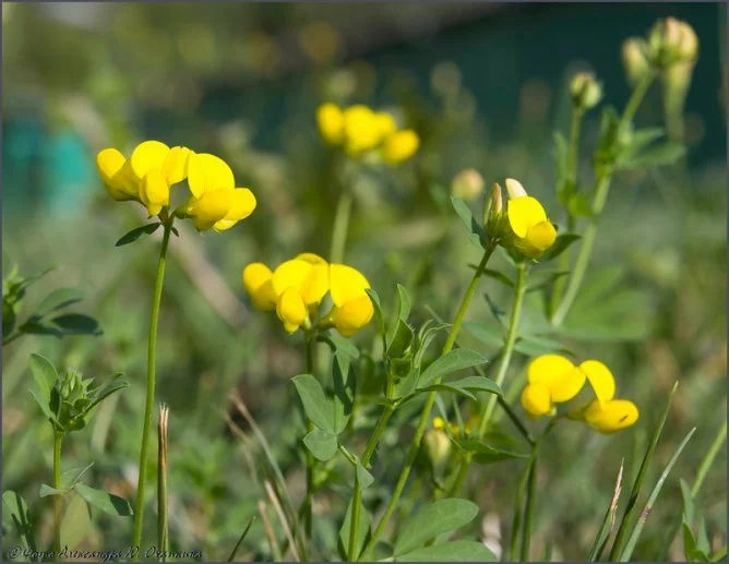 Лядвенец рогатый — бобовая кормовая трава