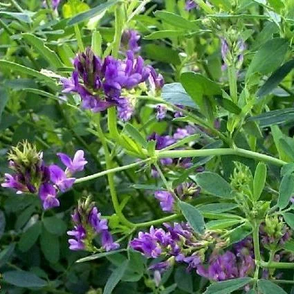 Люцерна посевная — бобовая кормовая трава