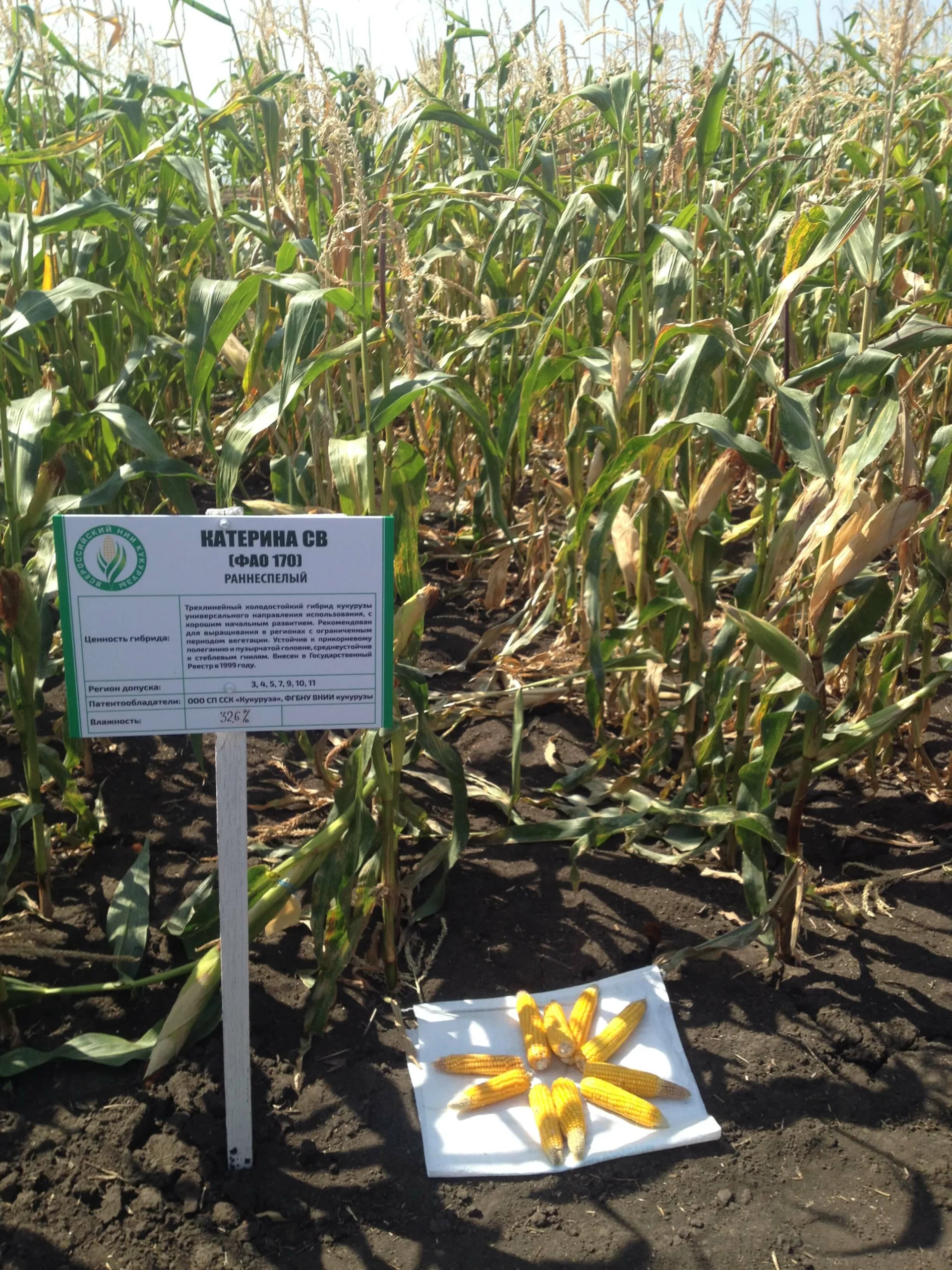 Демонстрация гибрида кукурузы Катерина СВ