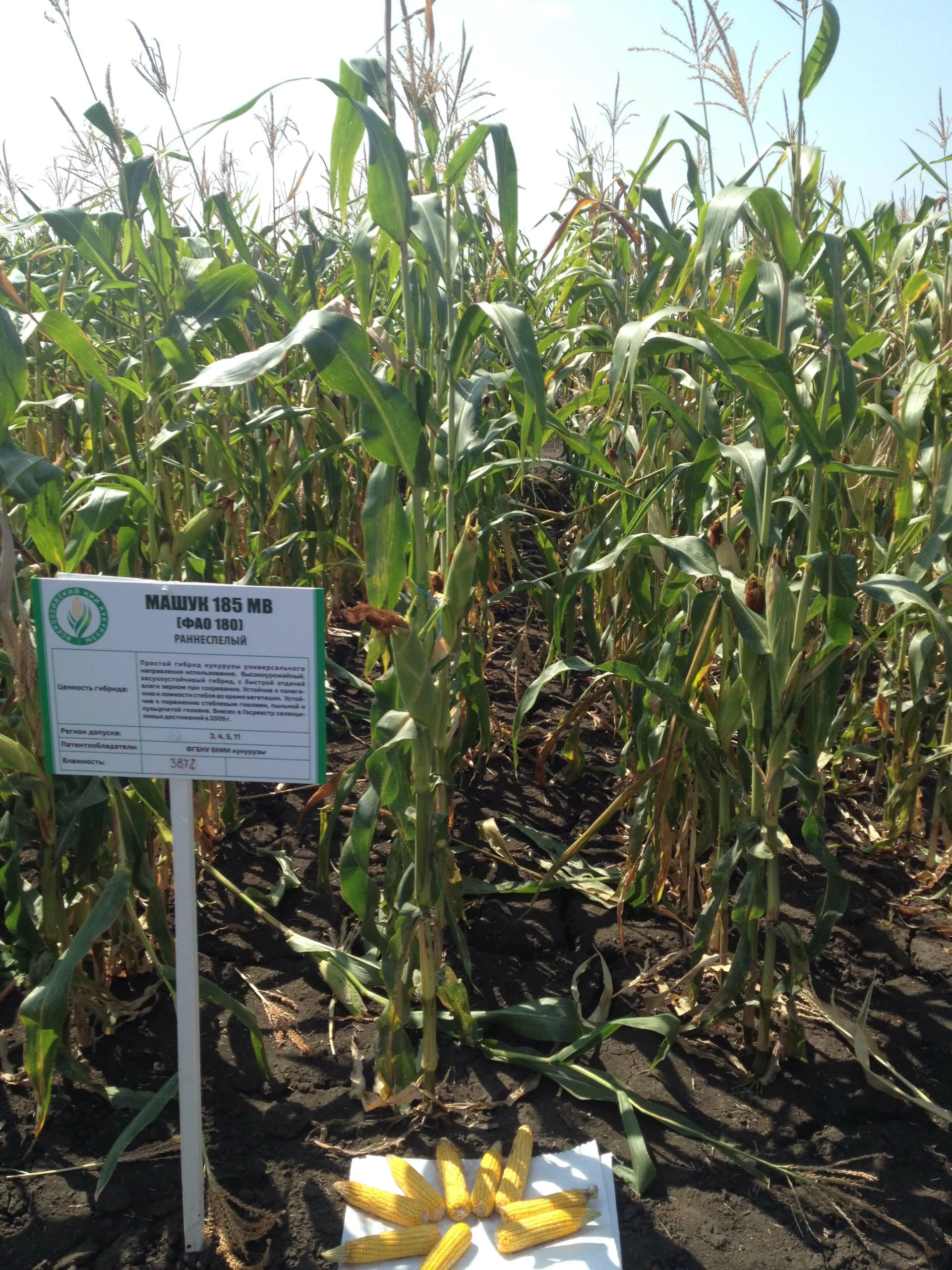 Демонстрация гибрида Машук-185