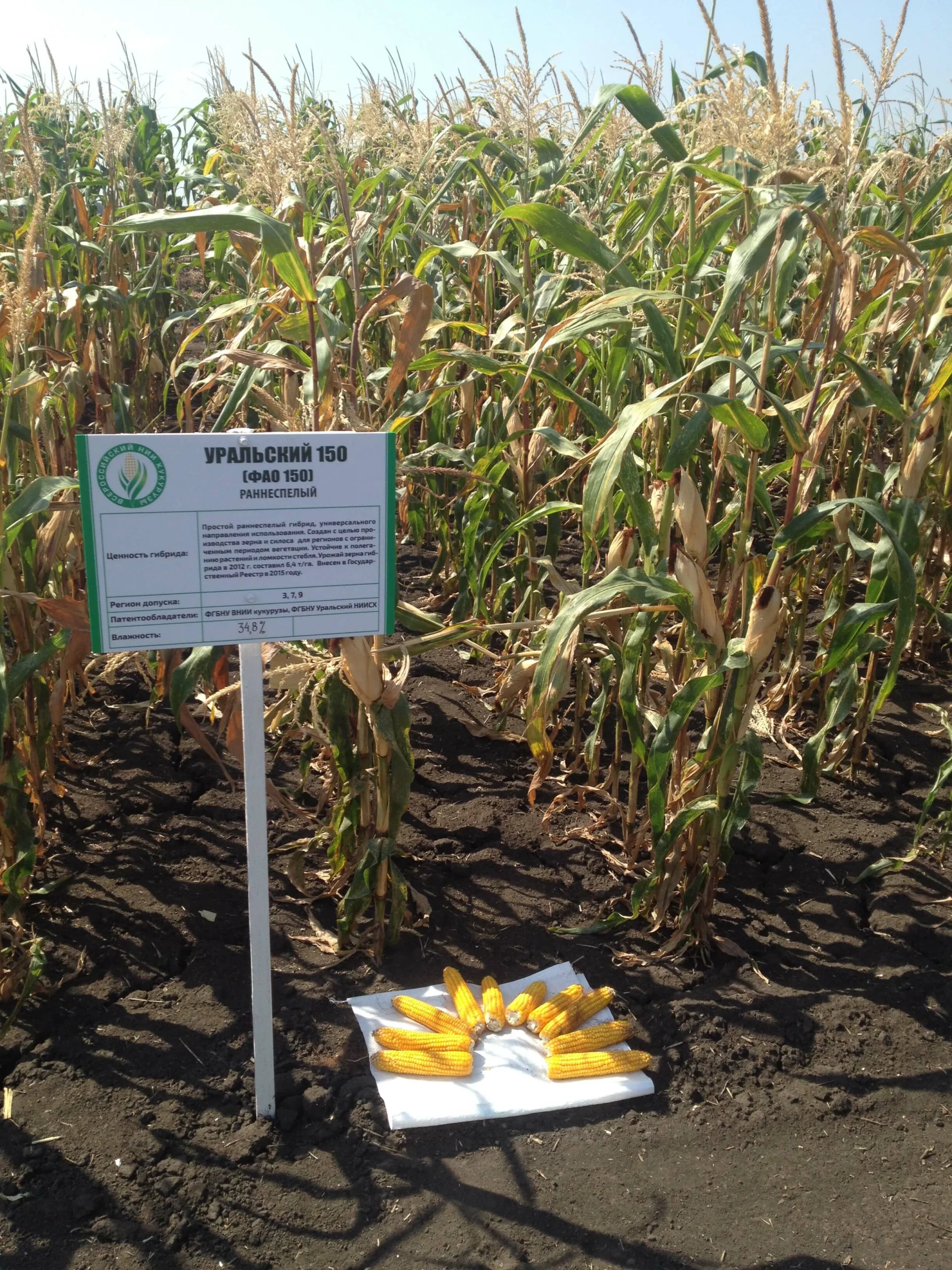 Демонстрация гибрида Уральский-150