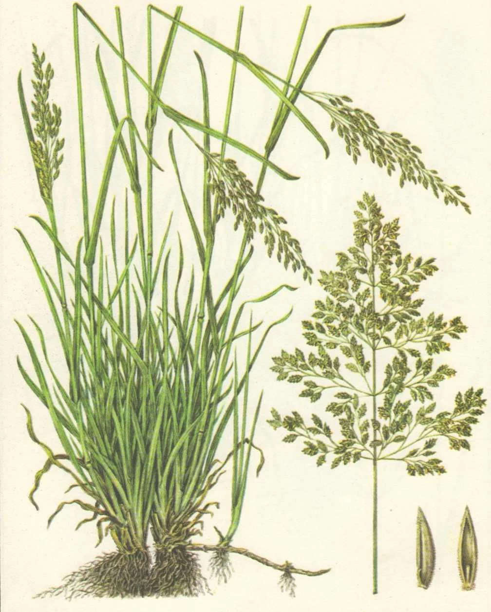 Мятлик луговой — газонная злаковая трава