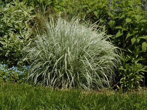 Райграс пастбищный — кормовая злаковая трава